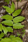 Yellow fairybells <BR>Yellow mandarin